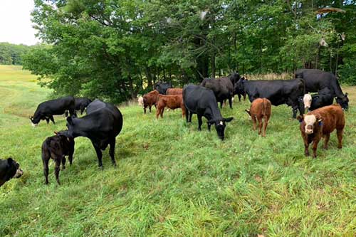 Cows Hillside