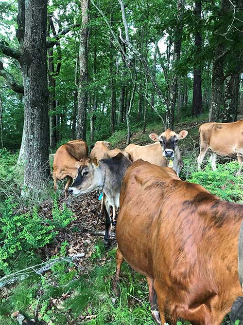 Jersey Cows